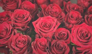 Красные розы, желтые, розовые, кремовые, белые розы. Розы Ред Наоми, Аваланж, Илиос, Пич Аваланж