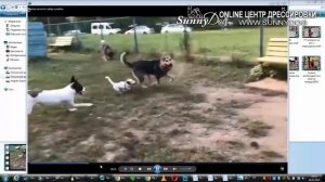 Разнимаем дерущихся собак