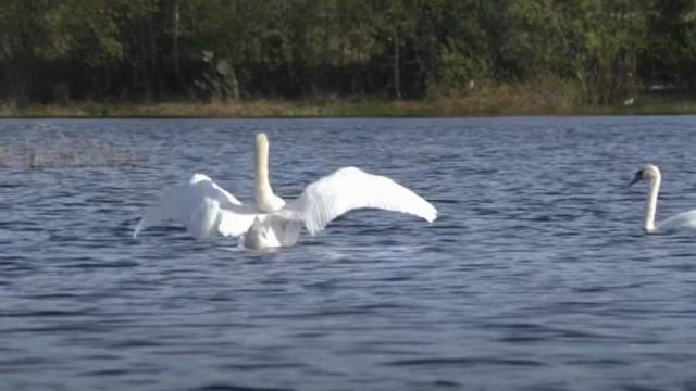 лебедь смотреть онлайн