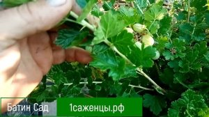 Крыжовник Снежанна