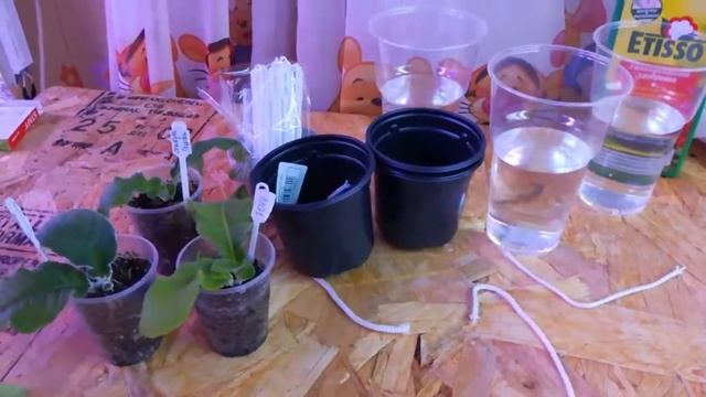 Стрептокарпусы на фитильном поливе! смотреть онлайн