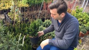 Chamaecyparis obtusa 'Teddy Bear' - Teddy Bear hinoki hamisciprus