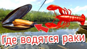 Если увидите это на берегу значит в водоеме точно есть раки Как определить водятся ли в водоеме раки
