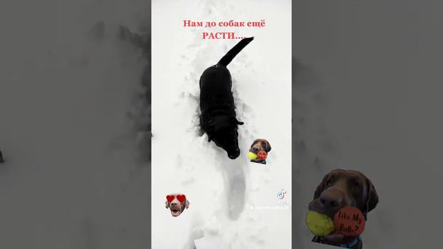 Нам до собак...#labrador #джесси #лабрадор #top #мокрыйнос #labradorretriever #рекомендации #собака