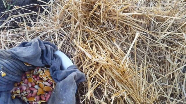 Грядки Розума. Сажаем кукурузу, фасоль и тыкву. Серия 4. смотреть онлайн