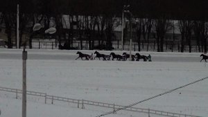 Московский ипподром. Бега. 28.01.18. Заезд 5(45)