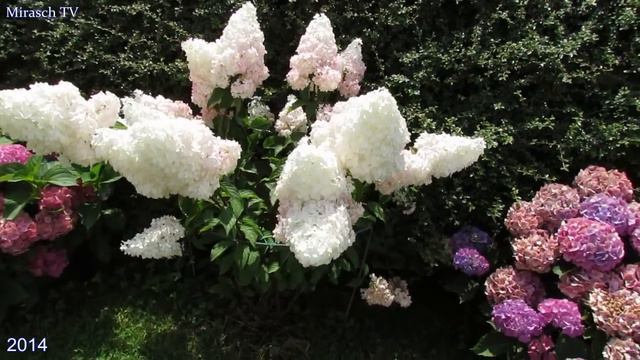 Schöne mehrjährige Blumen im Garten. Hortensie смотреть онлайн