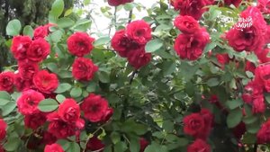 Подкормка плетистой розы  Сайт  Садовый мир