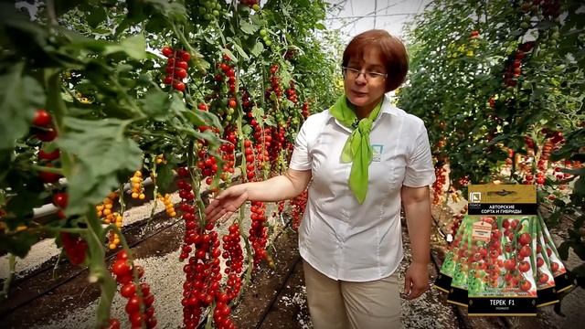Черри сладкие, как карамель! Томат Терек F1! смотреть онлайн