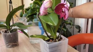 Желтая шея. Гнилые корни. Что делать? Новые орхидеи в обработку. Деликатный способ.