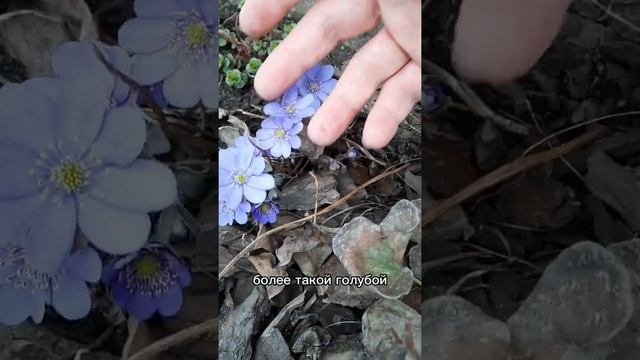 Великолепная печеночница.