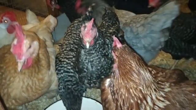 ПРОБЛЕМА С ГЛУБОКОЙ ПОДСТИЛКОЙ - МОЯ ПРАВДА ! В ЧЕМ ВИНА ПТИЦЕВОДА? смотреть онлайн