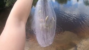 Прикормил на маленькой речушке, закинул кастинговую сеть и ОФИГЕЛ. Рыбалка кастинговой сетью летом.