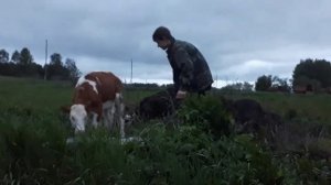 Заход телёнка в сарай