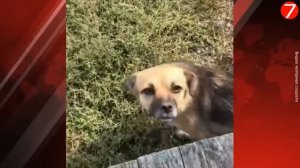 Трогательное видео собака кормит своим молоком потерявшихся котят.