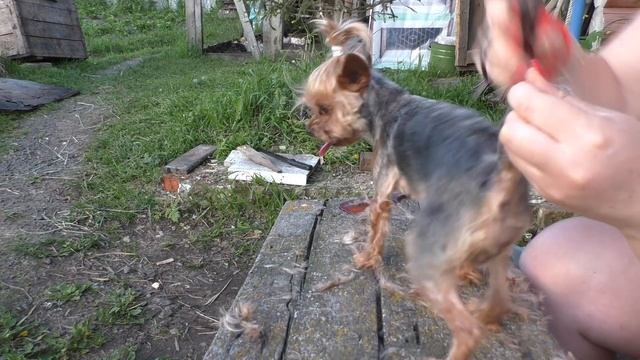 ЙОРК, ЛУЧШАЯ СТРИЖКА НА ЛЕТО/  ДОМ В ДЕРЕВНЕ/ смотреть онлайн