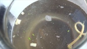 Аулофорус или водяная змейка  Где взять и как размножить?