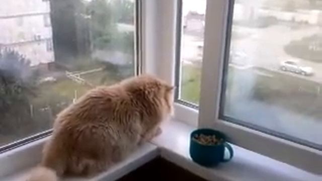 Лолу рвет на куски от наглого голубя смотреть онлайн