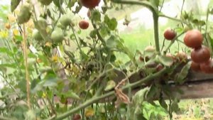 Самые Вкусные Помидоры - АФРОЧЕРРИ