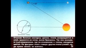 Диафильм Отряд перепончатокрылые /по биологии для 7 класса/