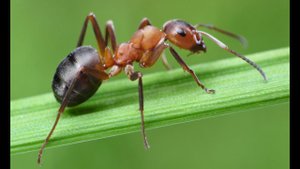 КРАСНЫЕ, ОГНЕННЫЕ МУРАВЬИ // история для детей
