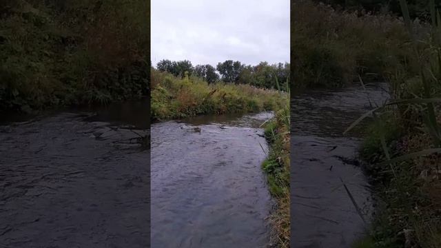 Речка на моём участке в деревне