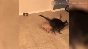 КОТЫ Смешные Кошки 19 января 2022 Приколы С Котами и Кошками Funny Cats.mp4