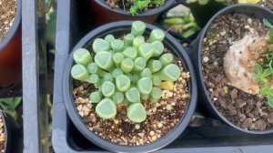 Why Does Fenestraria Rhophalophylla ‘Babies Toes’ Crack?