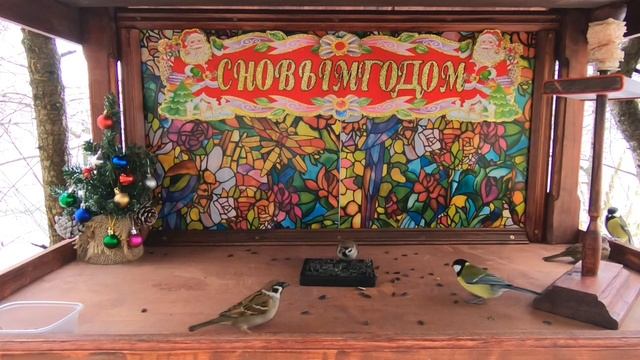 ?Птицы зимой | Дурдом в кормушке ? | Без музыки / Birds in winter | Madhouse in the bird feeder ? смотреть онлайн