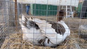 Как гусыня яйцо рожала!