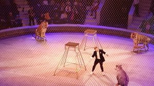 ТУЛЬСКИЙ ЦИРК  .ТИГРЫ БЕЗ КЛЕТКИ???ТИГРЫ ПОД КУПОЛОМ ЦИРКА???❤️?❤️?❤️?❤️?❤️?