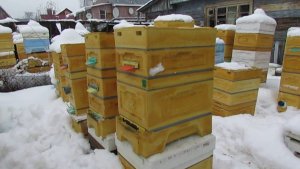 теплый февраль, начал выставлять пчел из зимовника - 5 февраля 2023 года