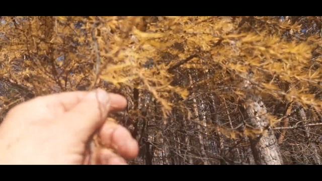 "Странные" деревья в Сибири ...? ? смотреть онлайн