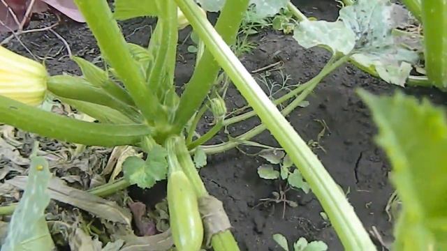 Обзор моего огорода. Сбор клубники. Первый урожай. смотреть онлайн