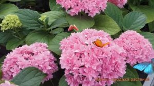 Гортензия крупнолистовая Перфекшен (perfekshen) ? обзор: как сажать, саженцы гортензии Перфекшен