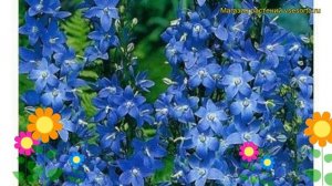 Колокольчик пирамидальный Лавендэр Блю. Краткий обзор, описание campanula pyramidalis Lavender Blue