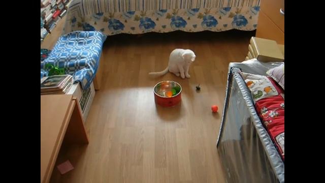 Как тайский котёнок выбирал игрушки! Тайские кошки - это чудо! Funny Cats