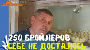 Бройлер РОСС-308. Цена суточного цыпленка сегодня. "Мое Подворье"