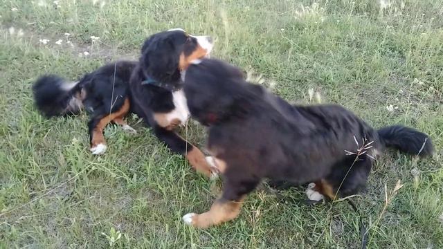 Берняшки на Лугу. Бернский Зенненхунд смотреть онлайн