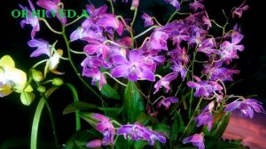 ОРХИДЕЯ _  Дендробиум  Берри ОДА _  Dendrobium Berry Oda _