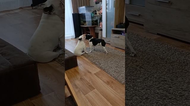 С бульдожками не соскучишься. Мама и щенки. Французские бульдоги. смотреть онлайн