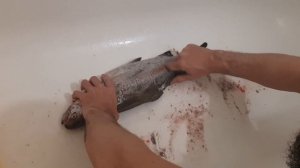 Чистим форель от чешуи в домашних условиях в ванне. Лёгкий способ чистки форели.