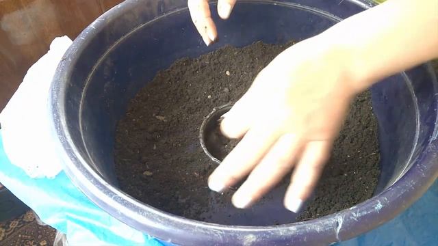 Посылка Хризантемы мультифлора Пересадка и название Parcel chrysanthemum multiflora Transplant Nam смотреть онлайн