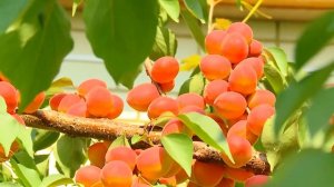 Абрикос "Саратовский рубин", рассказывает автор сорта