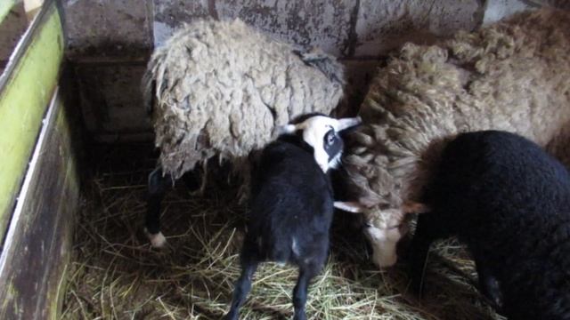 Переселили маленьких козлят во двор. Ягнята растут. Во дворе новички. Девчонки просятся в кадр.