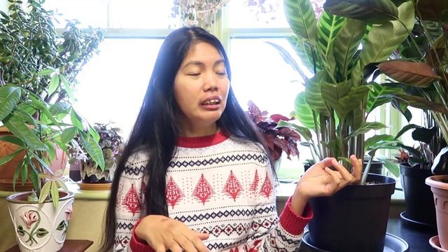 CALATHEA ZEBRINA PLANT DIARY + CARE TIPS | Myra Murison смотреть онлайн