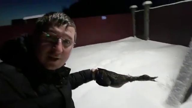 Утка замерзла в полете !! Астана. смотреть онлайн