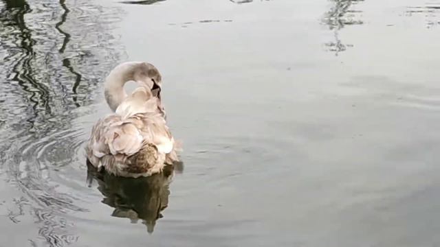 Очень красивые лебеди 🦢 😍 Рыбалка в Англии 🐟 смотреть онлайн