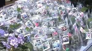 Выставка фиалок.  Что любят фиалки -  советы начинающим.