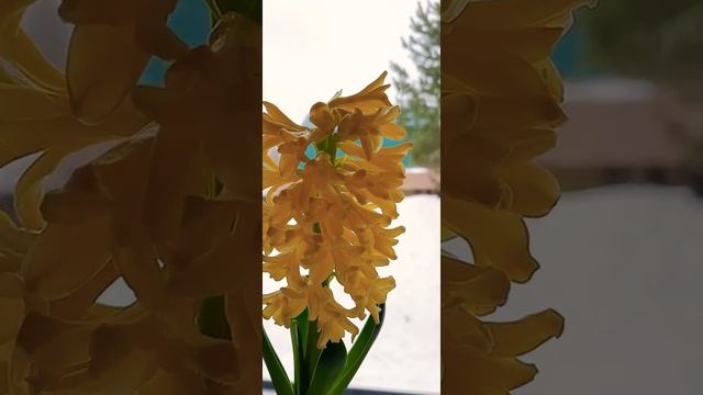 Жёлтый гиацинт ?? смотреть онлайн